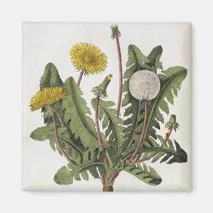 Maskros (färggravyr) magnet