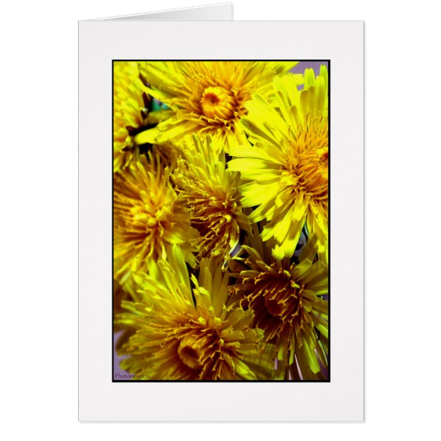 Maskros Hälsningskort (Framsidan)