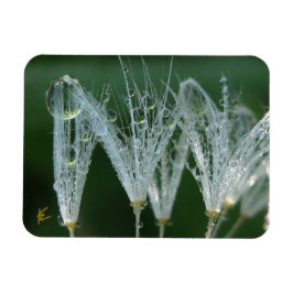 Maskros med dagg Fredlig naturmeditation Magnet