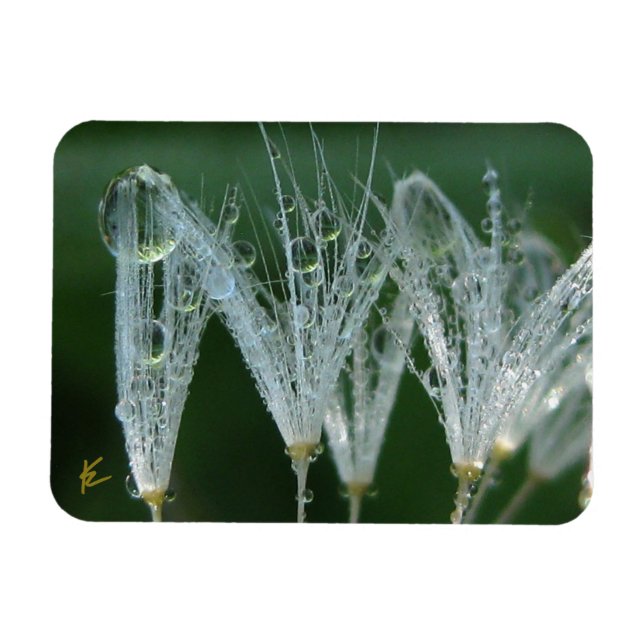 Maskros med dagg Fredlig naturmeditation Magnet (Horisontell)