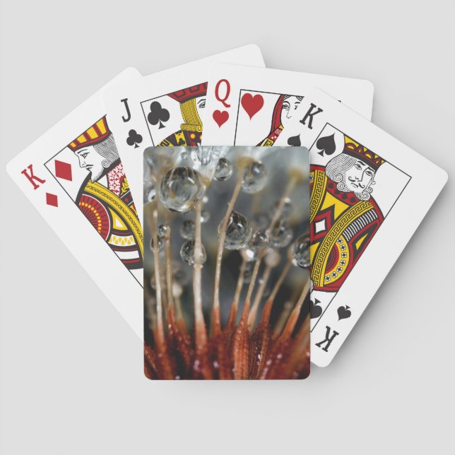 Maskros och vattendroppar, CA Kortlek (Baksidan)