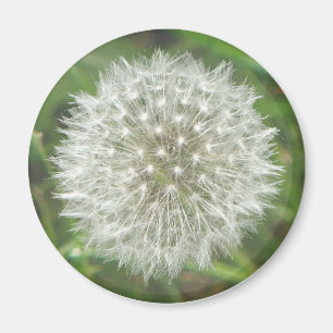 Maskros Seedhead Magnet