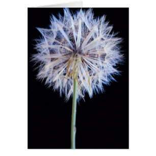 Maskros (Taraxacum Officinale) frö huvud Hälsningskort