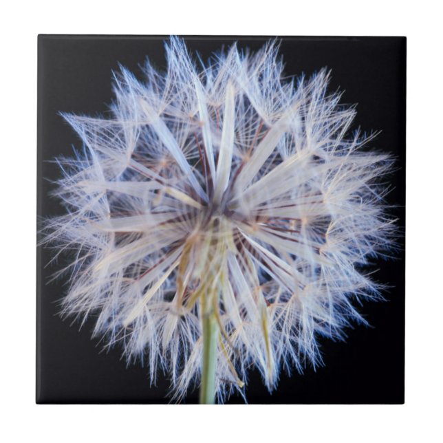Maskros (Taraxacum Officinale) frö huvud Kakelplatta (Framsidan)