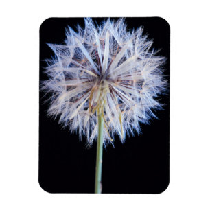 Maskros (Taraxacum Officinale) frö huvud Magnet