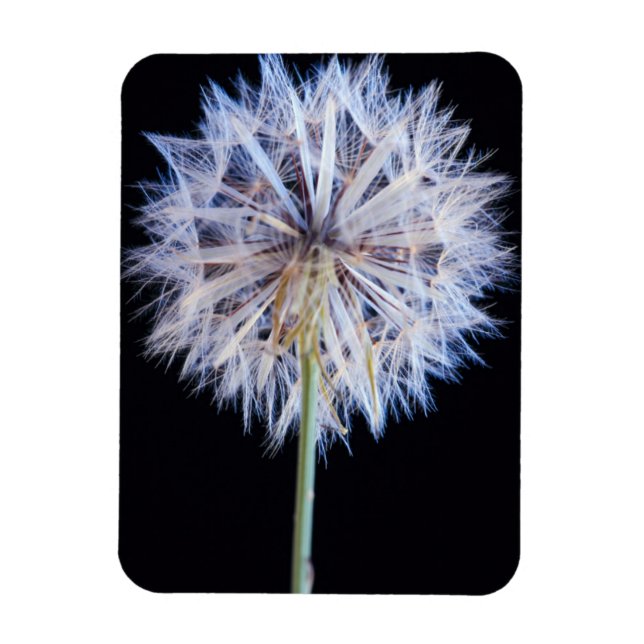 Maskros (Taraxacum Officinale) frö huvud Magnet (Vertikal)