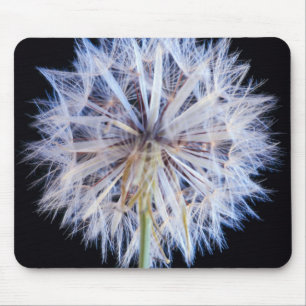Maskros (Taraxacum Officinale) frö huvud Musmatta