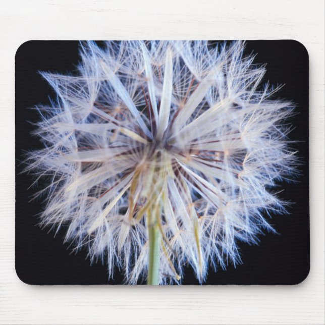 Maskros (Taraxacum Officinale) frö huvud Musmatta (Framsidan)
