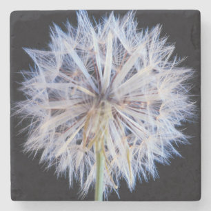 Maskros (Taraxacum Officinale) frö huvud Stenunderlägg