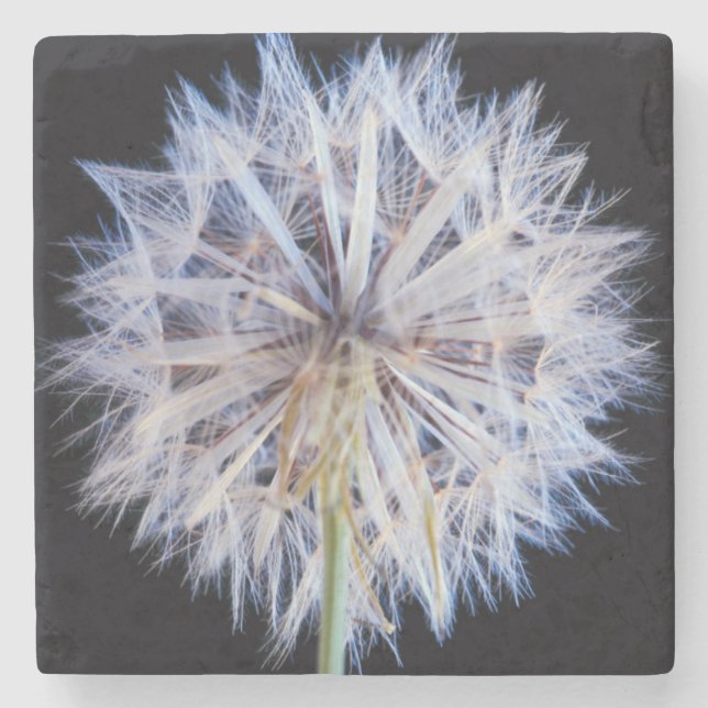 Maskros (Taraxacum Officinale) frö huvud Stenunderlägg (Framsidan)