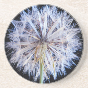Maskros (Taraxacum Officinale) frö huvud Underlägg Sandsten