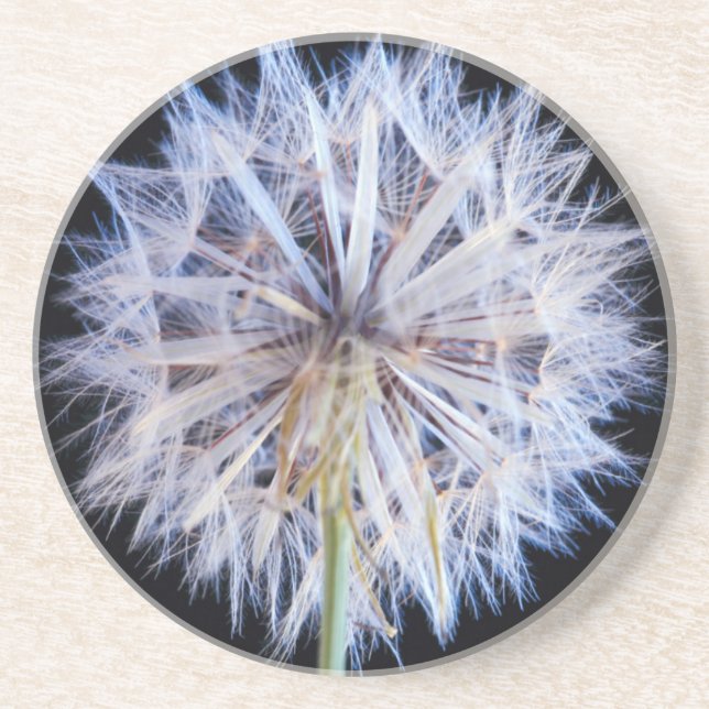 Maskros (Taraxacum Officinale) frö huvud Underlägg Sandsten (Framsidan)