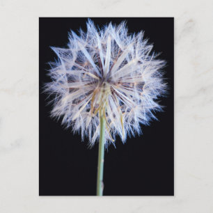 Maskros (Taraxacum Officinale) Frö huvud Vykort