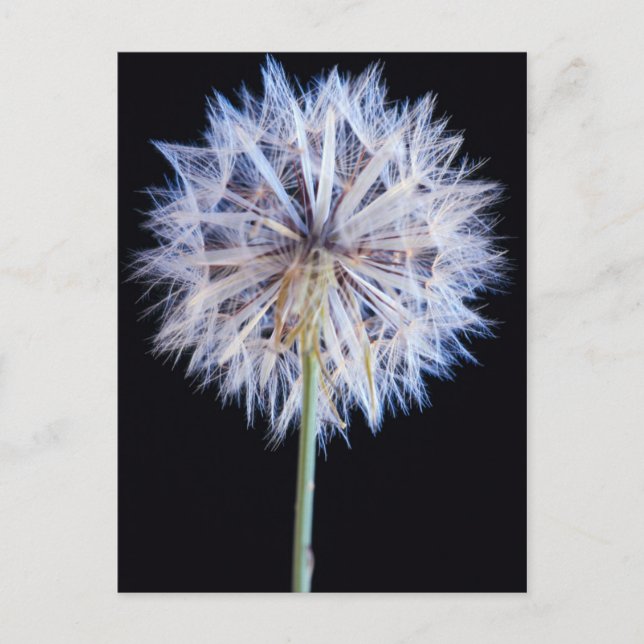 Maskros (Taraxacum Officinale) Frö huvud Vykort (Framsida)