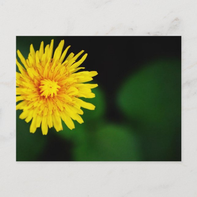 Maskrosblomma Postkort Vykort (Framsida)