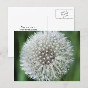 Maskrosfluff Blomma Fotografering Personlig Vykort