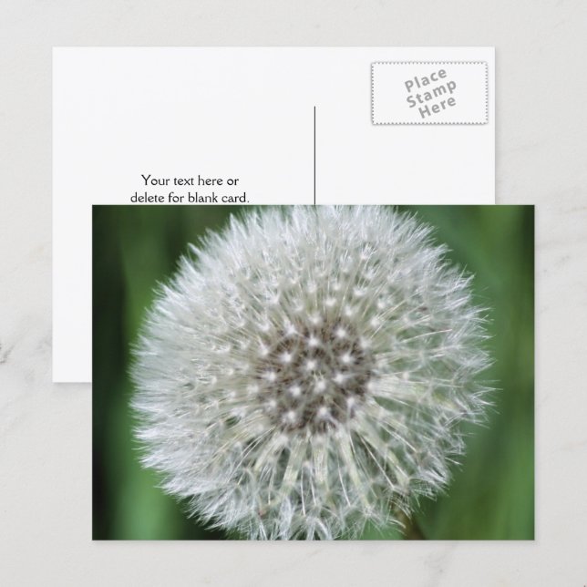 Maskrosfluff Blomma Fotografering Personlig Vykort (Fram/baksida)