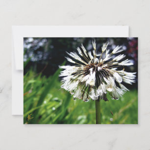 Maskrosfluff med dagg Fredlig Natur Vykort