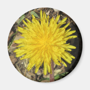 Maskrosmagnet Magnet