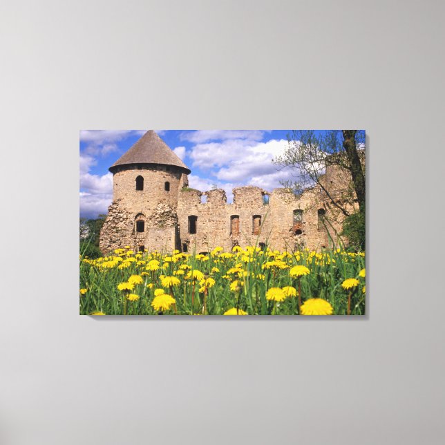 Maskrosor omger Cesis slott i centrala Canvastryck (Framsida)