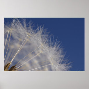 Maskrosor Poster