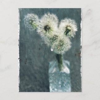 Maskrosor Vykort