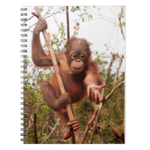 Masonorangutanen - låna mig en räcka anteckningsbok med spiral