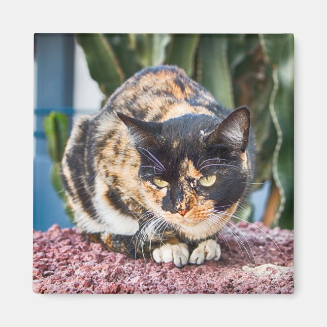 Maspalomas Cat Magnet (Framsidan)