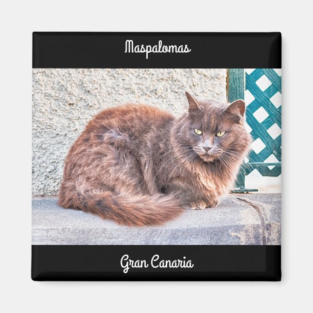 Maspalomas Cat Magnet (Framsidan)
