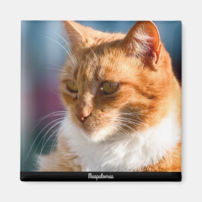 Maspalomas Cat Magnet (Framsidan)