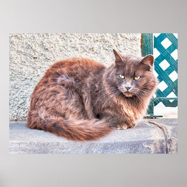 Maspalomas Cat Poster (Framsidan)