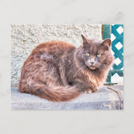 Maspalomas Cat Vykort