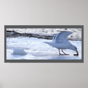 Måsposter som äter på is poster