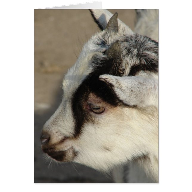 Massa getten hälsningskort (Framsidan)