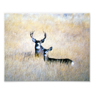 Massa Hjort Buck & Doe Digital Fine Art Print Fototryck