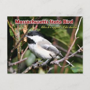Massachusetts State Bird - Black ccap Chickadee Vykort