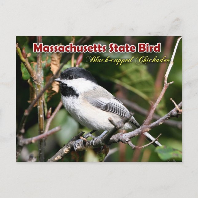 Massachusetts State Bird - Black ccap Chickadee Vykort (Framsida)
