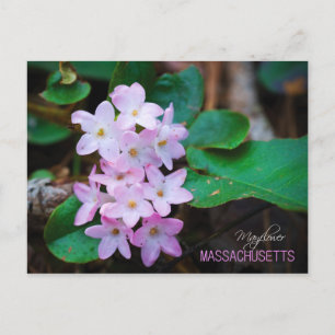 Massachusetts State Flower: Mayblomma Vykort