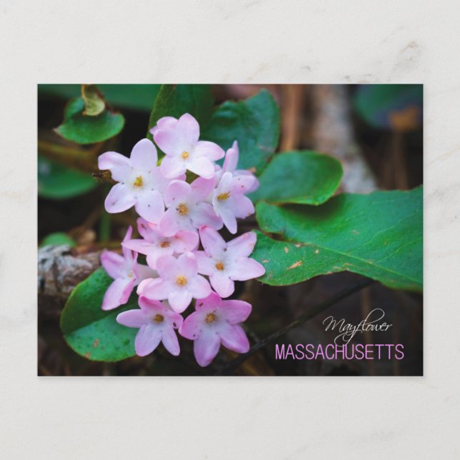 Massachusetts State Flower: Mayblomma Vykort (Framsida)