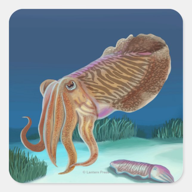 MassachusettsCuttlefish Scene Fyrkantigt Klistermärke (Framsida)