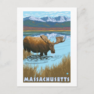 MassachusettsMoose Drinking i Sjö Vykort