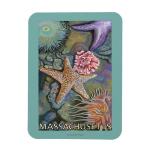 MassachusettsTidepool plats Magnet