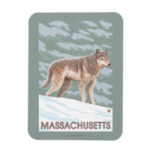 MassachusettsWolf plats Magnet