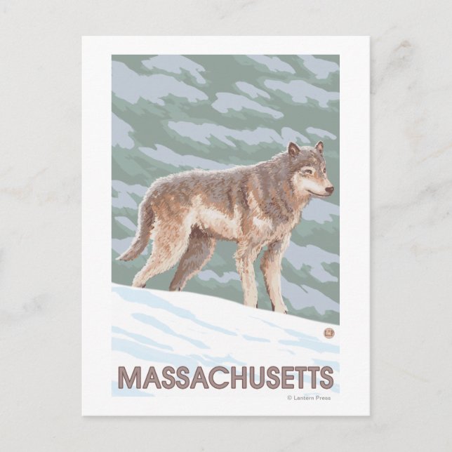 MassachusettsWolf Scene Vykort (Framsida)
