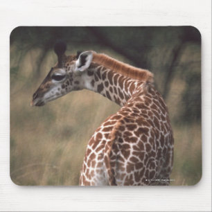Massai giraff 2 musmatta