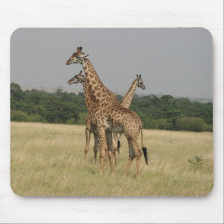 Massai giraff musmatta