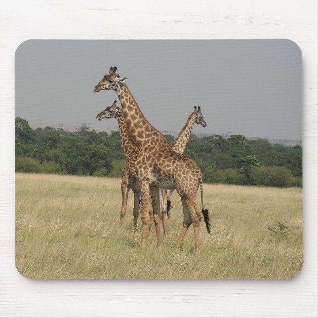 Massai giraff musmatta (Framsidan)