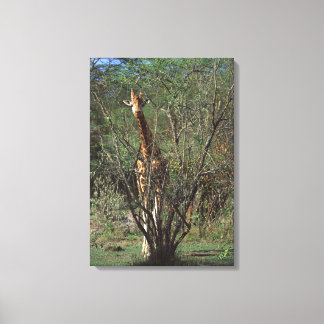 Massai Giraffe 2 Canvastryck