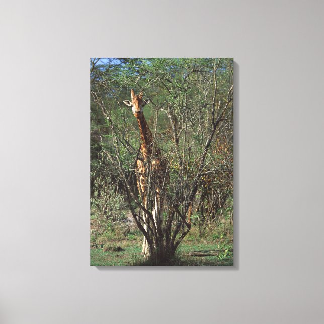 Massai Giraffe 2 Canvastryck (Framsida)