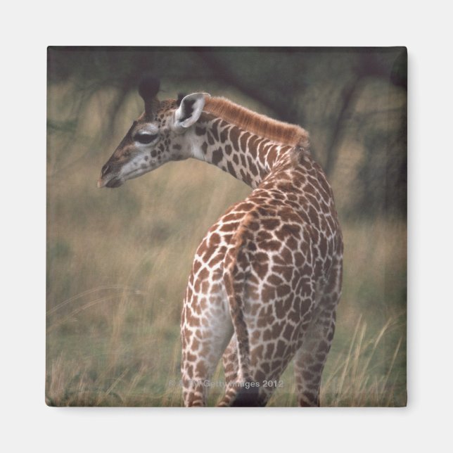 Massai Giraffe 2 Magnet (Framsidan)